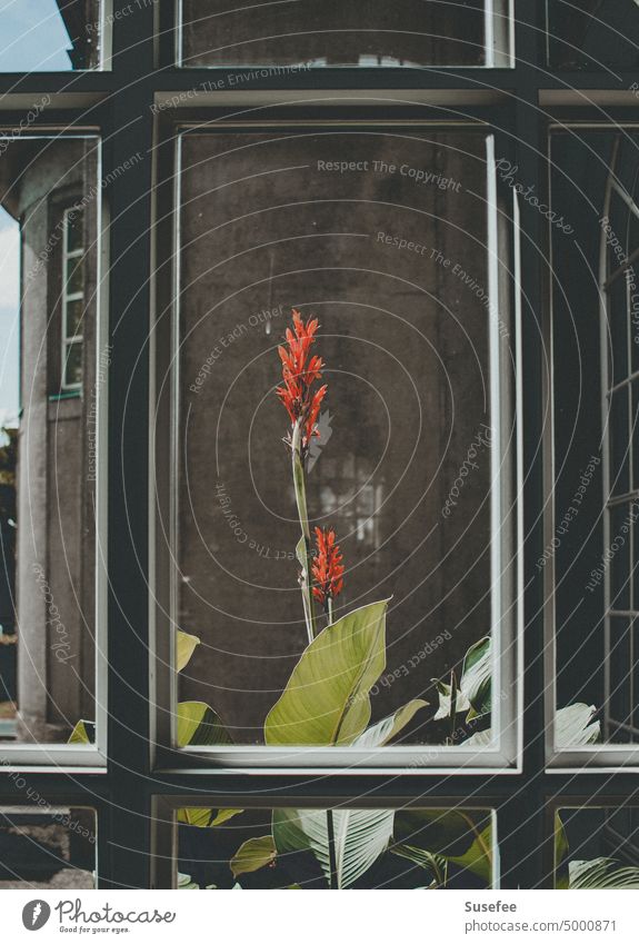 Eine rote Blume vor einem Fenster mit einem alten Gebäude im Hintergrund Pflanze Blüte Haus GLas Fassade Sicht Durchblick Architektur