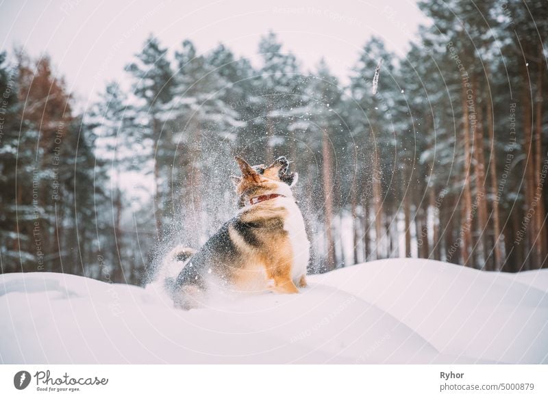 Funny Dog Playing In Snowy Forest In Winter Evening. Deep Snowdrift active animal beautiful breed brown cold cute dog domestic forest frost fun funny happy