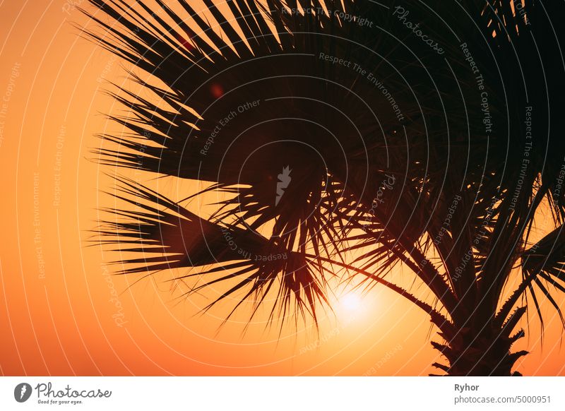 Close View Of Dark Black Palm Trunk Silhouette In Natural Sunlight Of Bright Sun. Sunshine Through Palm Branches backlight backlit beautiful black bright close