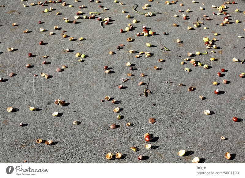 everywhere and every year Exterior shot Deserted Day Sunlight Shadow Contrast chestnuts off Street Many dropped Autumn Season Nature Colour photo Autumnal
