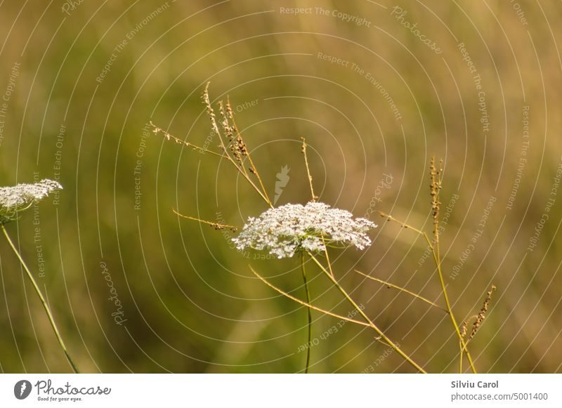 Closeup of wild carrot flower with blurred background field lace bloom closeup white nature queen floral macro summer green plant garden natural blossom