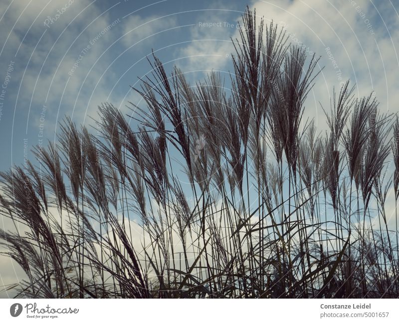 Grass fronds against white cloudy blue sky grass fronds Sky Clouds Row Black colour contrast Brown Blue little cloud upright wag