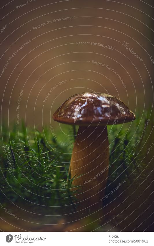 Chestnut on moss covered forest floor Sweet chestnut Cep brown cap Autumn Nature Exterior shot Colour photo Mushroom Forest Brown Close-up Day Moss