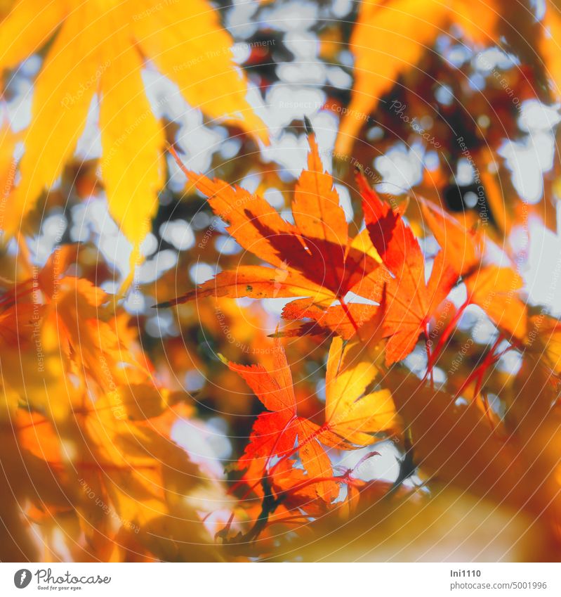 October glow Autumn Plant ornamental tree Tree Autumnal colours Luminosity reddishly Yellow Orange Garden highlight