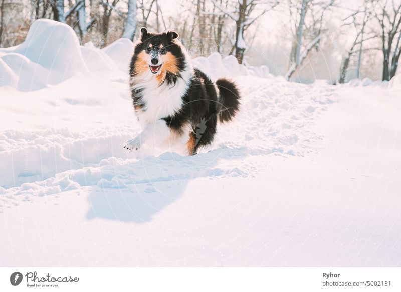 Funny Young Shetland Sheepdog, Sheltie, Collie Fast Running Outdoor In Snowy Park. Playful Pet In Winter Forest English Collie Long-Haired Collie