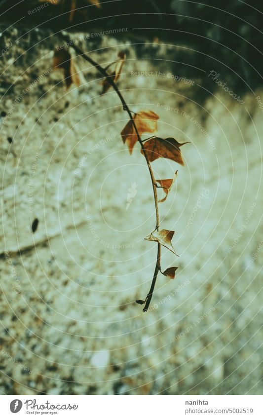 Seasonal and moody image of dried leaves of a branch leaf autumn background season seasonal dry ivy dark darkness nature natural wall copy space negative space