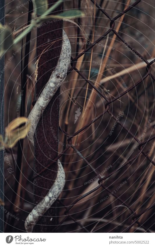 Moody nature background of a fence covering by nature vine dark artificial creepy mystery close close up twisted tangled metal metallic abandoned decay grow