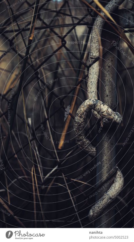 Moody nature background of a fence covering by nature vine dark artificial creepy mystery close close up twisted tangled metal metallic abandoned decay grow