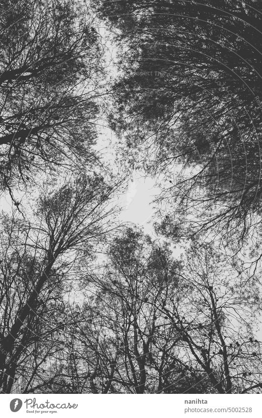 Moody image in black and white of top of the trees in a forest background mood branches nature natural minimal minimalistic monochrome grey sky view low dreamy