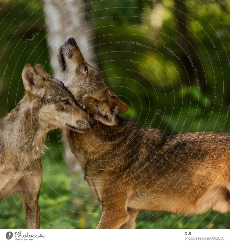 Pair of wolves Wolf couple Old pheasantry Game park Hanau Nature Animal Colour photo Animal protection Wild animal Exterior shot Forest Love Pack Familiarity