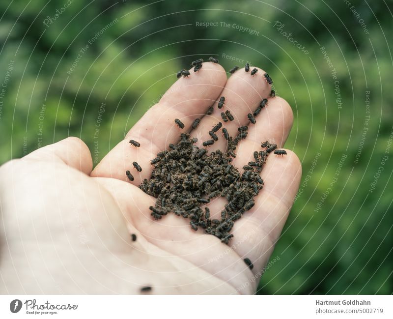 Nahaufnahme einer Hand auf deren Oberfläche sich zahlreiche Borkenkäfer (Ips typographus) befinden. Insekten Käfer Buchdrucker Fichtenborkenkäfer Schädling