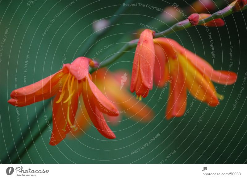 flower dream Flower Plant Red Calyx Blur Graceful Delicate Lovely Nature Twig Close-up