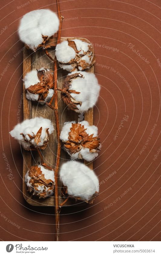 Cotton boll branch on brown background , top view cotton boll cotton flowers soft agriculture organic bud