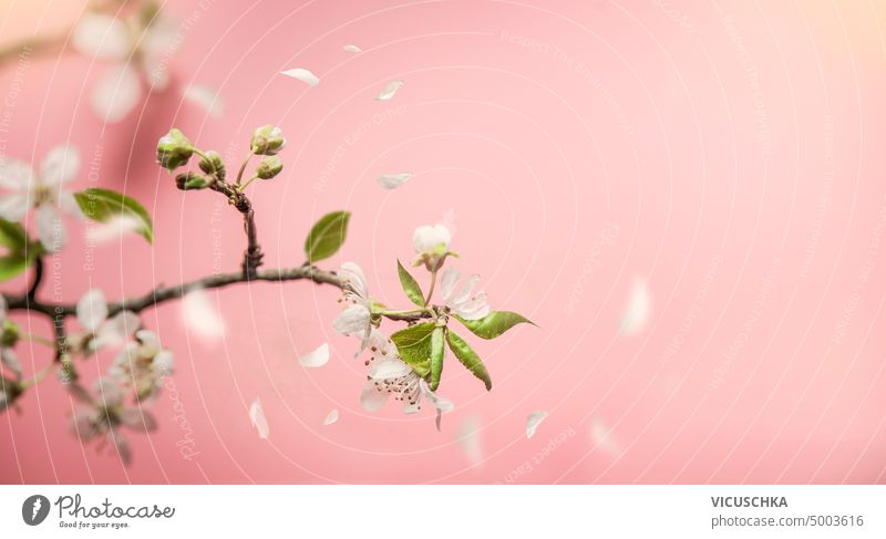 Springtime nature background with delicate cherry blossom branch and falling petals at pink background springtime cherry blossoms floral bloom white flowers