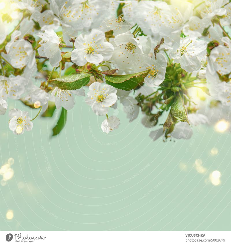 White cherry blossom with bokeh at light green background. Springtime nature background white springtime branch flora petal sunny leaf sunlight garden bloom