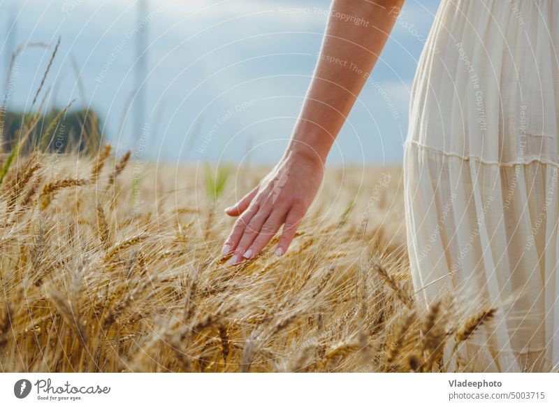 Close-up woman's hands carefully holds ears of wheat, rye in a wheat, rye field. farm cereal grain agriculture harvest summer nature food female barley seed