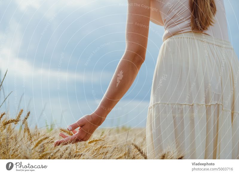 Close up woman hands carefully holding ears of wheat and rye field Hand Woman Field Rye Farm Cereal Grain Agriculture Harvest Wheat Summer Nature Food Barley