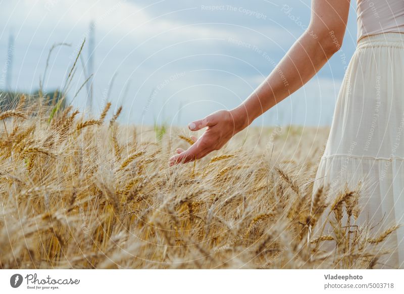 Close-up woman's hands carefully holds ears of wheat, rye in a wheat, rye field farm cereal grain agriculture harvest summer nature food female barley seed crop