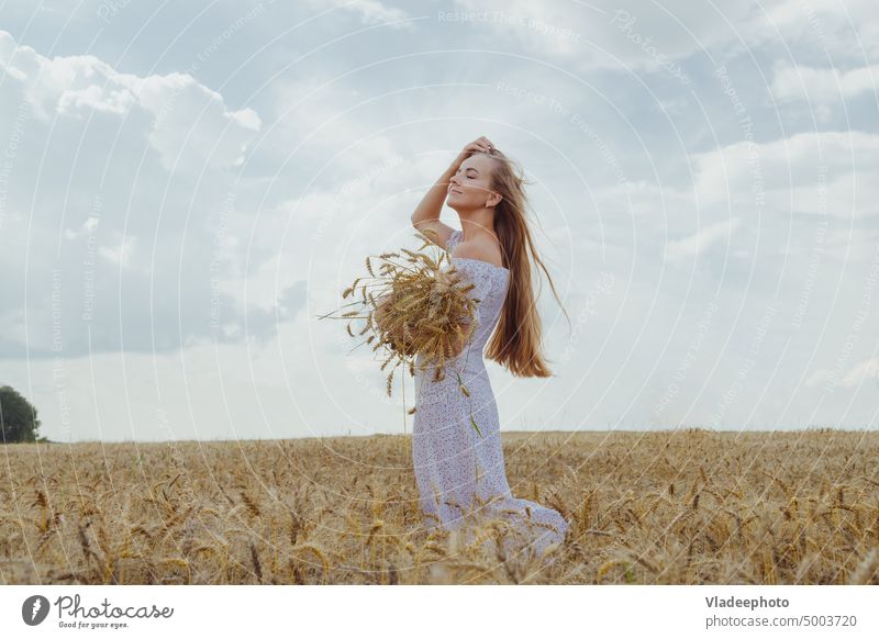 Young blonde woman with long hair stands in a wheat field with an armful of ripe ears of corn. girl beauty nature eye hold young fashion summer model beautiful