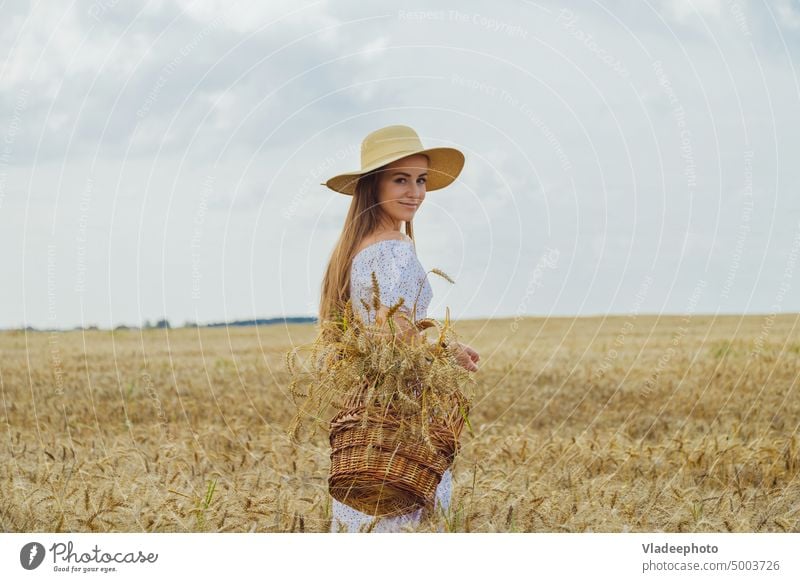 Ripe wheat ears in wicker basket in woman hands walking in wheat field. Harvest concept dress hat back view rye hair blonde rural elegant rustic country alone