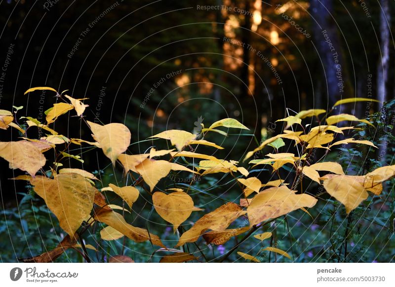 night life | in the leaf forest Forest darkness Sunset remaining light foliage leaves Autumn Illuminate Orange Autumn leaves Seasons Yellow Transience