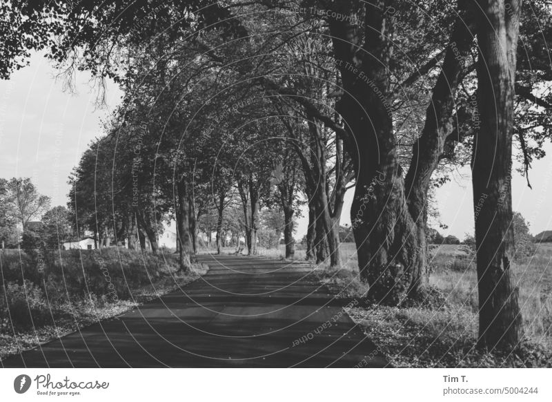 October Avenue b/w bnw Poland Black & white photo Day Deserted Exterior shot Street trees