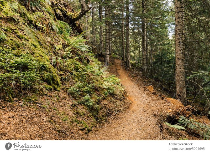 Path in green forest in highlands mountain trail path rock landscape woods nature scenery pyrenees lleida catalonia spain tree sand pathway spectacular scenic