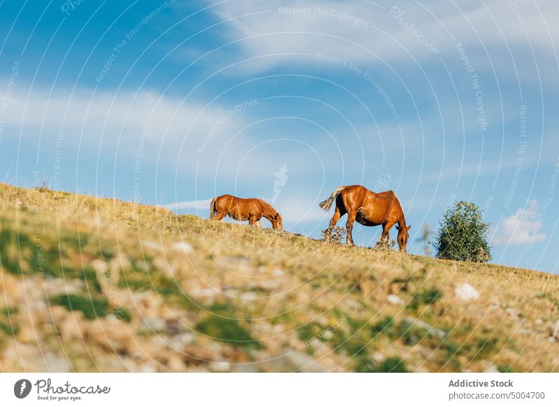 Brown horses pasturing in highlands mountain graze pasture hill herd animal nature equine grass mammal domestic pyrenees lleida catalonia spain grassy wildlife