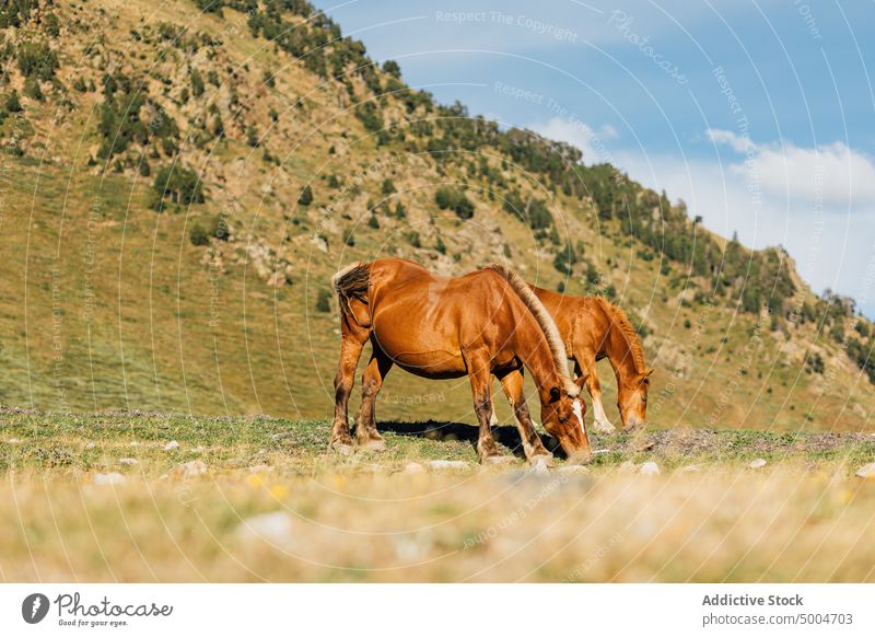 Brown horses pasturing in highlands mountain graze pasture hill herd animal nature equine grass mammal domestic pyrenees lleida catalonia spain grassy wildlife