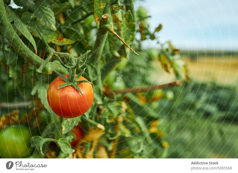 Tomato growing in garden on farm tomato countryside ripe vegetable branch organic red agriculture season fresh plant summer agronomy flora vegetate botany