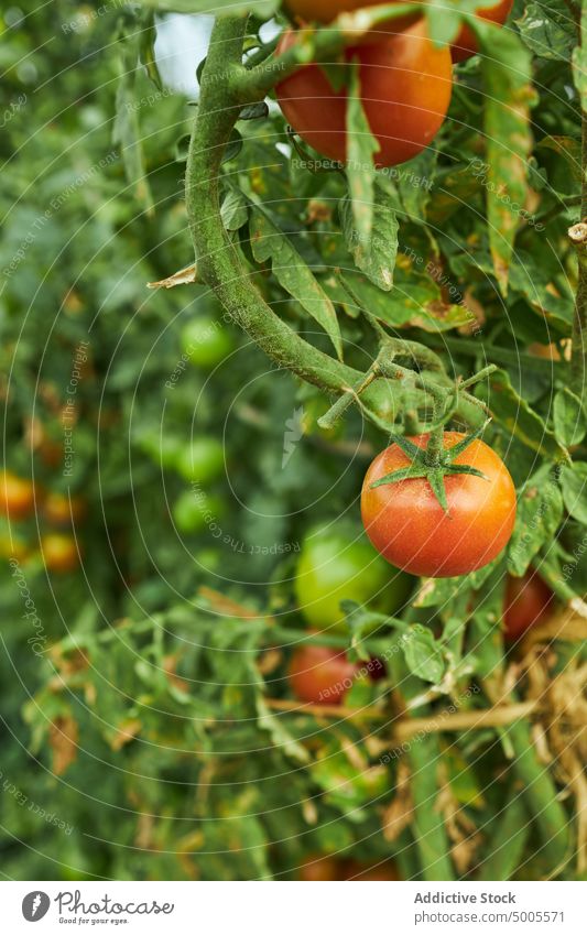 Tomato growing in garden on farm tomato countryside ripe vegetable branch organic red agriculture season fresh plant summer agronomy flora vegetate botany