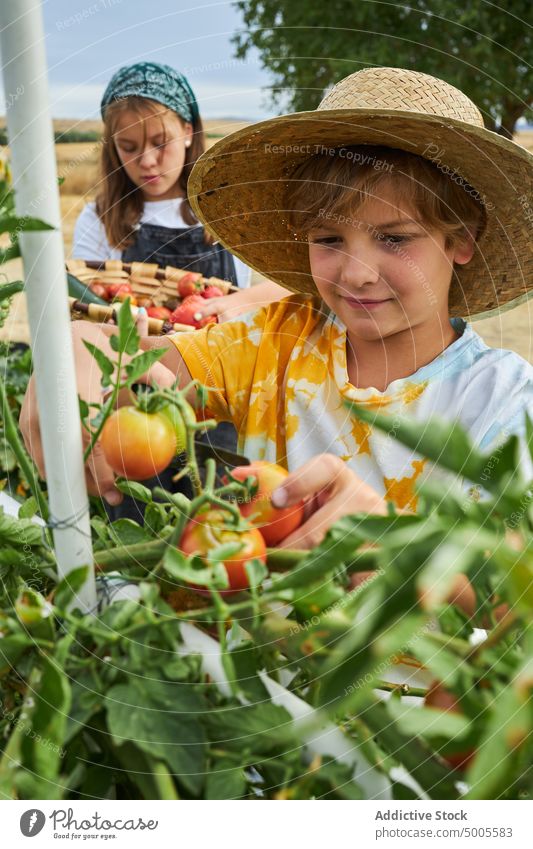 Kids picking vegetables in countryside children collect sibling harvest farmer basket together ripe organic rural sister fresh brother season cultivate cut