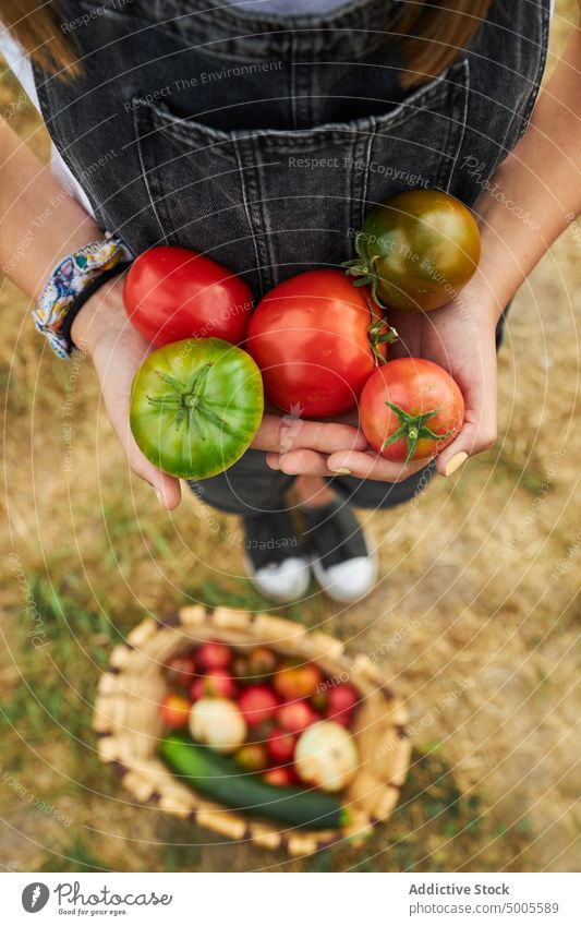 Crop kid with pile of tomatoes in countryside girl harvest collect handful vegetable farm ripe bunch fresh farmer season agriculture food child raw colorful