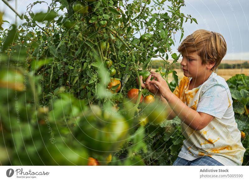 Boy picking vegetables in lush garden on farm kid harvest green tomato healthy food countryside basket collect assorted organic ripe child boy natural rural
