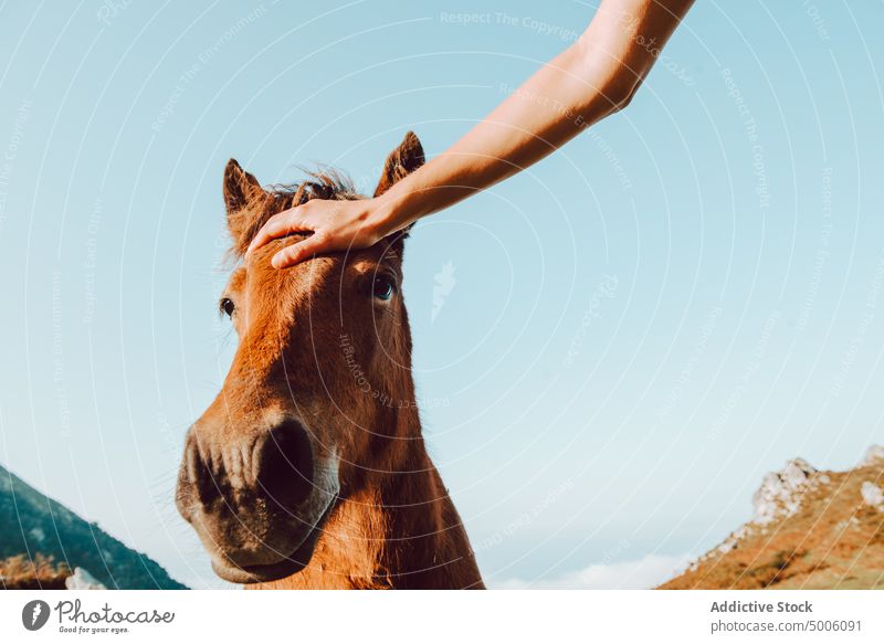 Person stroking brown neddy in valley in bright day animal cattle burro donkey mountain travel transport hiking horse nature expedition beautiful environment