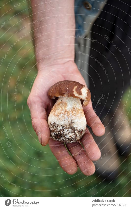 Closeup of a hand holding some mushrooms in the forest autumn boletus food nature natural white season brown seasonal organic background close-up closeup raw