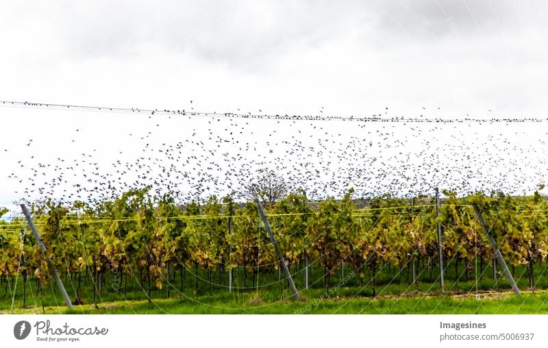 Starlings. Birds (Sturnus vulgaris) in the wild. Flock of starlings sitting on power line in vineyard. birds Nature Sit Flying High voltage power line Vineyard