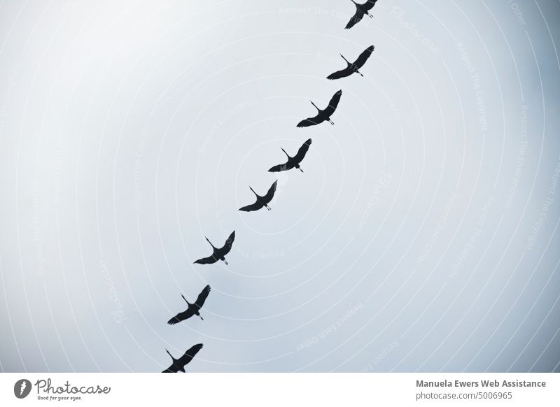 A group of migratory birds flies south in formation Migratory birds flight Formation travel South Flying animal migration hike route fly away in common Flock