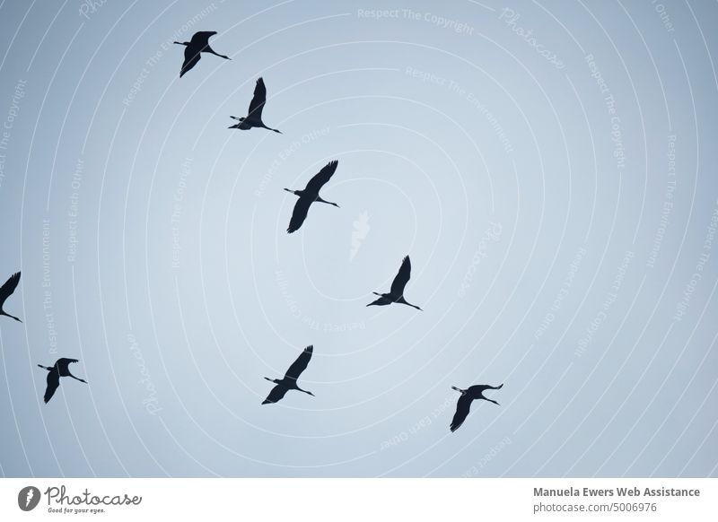 A group of migratory birds flies south in formation Migratory birds flight Formation travel South Flying animal migration hike route fly away in common Flock