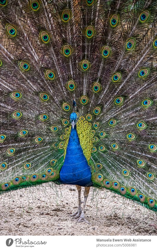 A blue male peacock does a cartwheel with his beautiful plumage Peacock Bird feathers eyes Wheel turn a wheel Blue variegated beautifully Animal Domestic