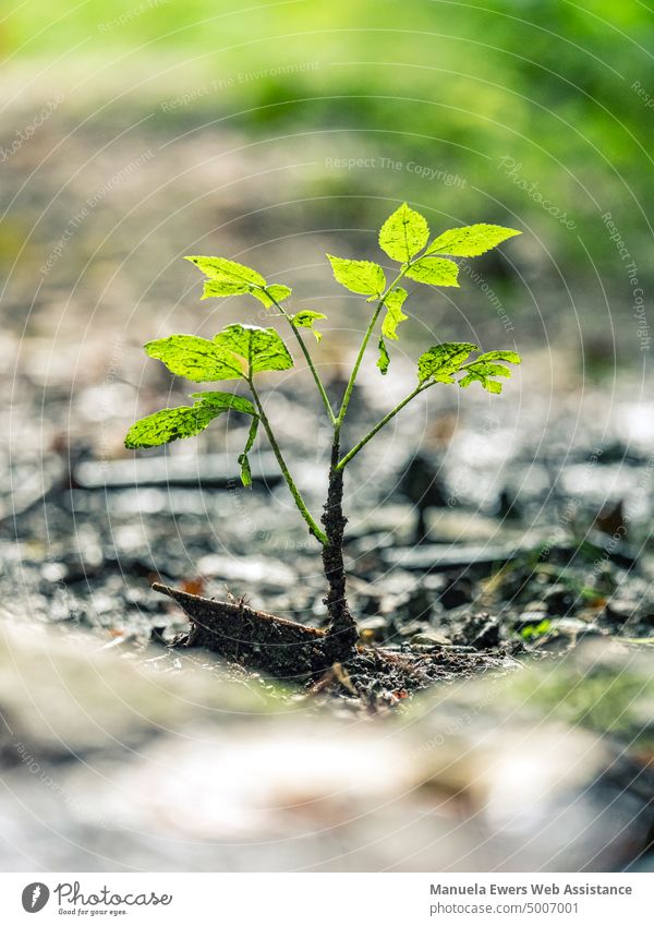 A small tree sapling on the edge of a forest path Tree wax offshoot seedling Small leaves Green Life New start bokeh regrowth hiking trail