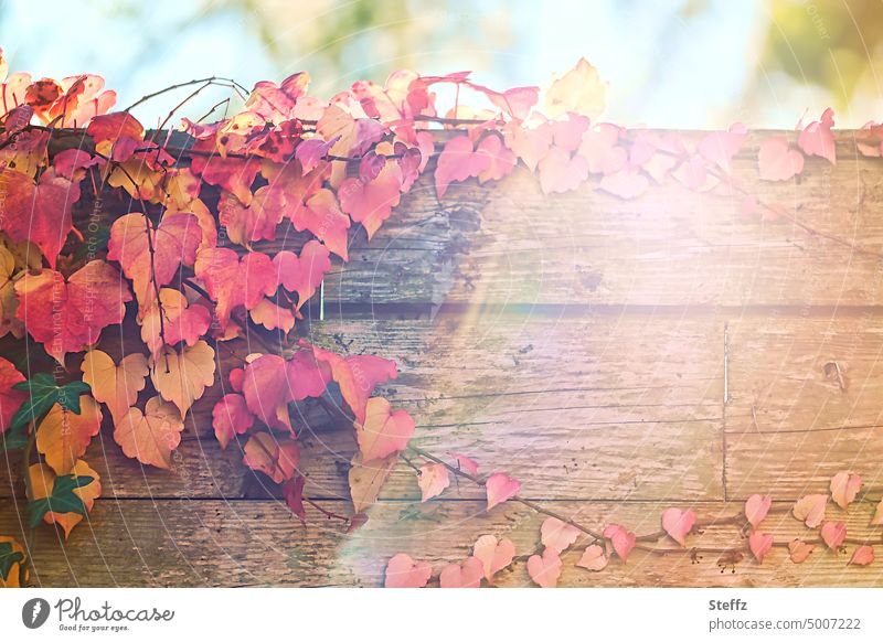red grape leaves in sunny autumn vine leaves Sunlight sunbeam Decoration Wooden wall Autumn leaves Texture of wood autumn colours Autumnal colours Wood varnish