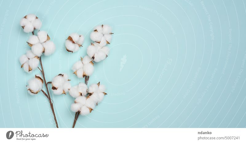 Cotton flower on a blue paper background, overhead. Minimalism flat lay composition cotton dry floral twig white agriculture ball bloom blossom boll botany