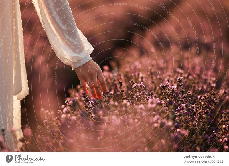 Woman's hand touches lavender flowers on a lavender field summer on sunset. Natural cosmetics concept. Banner. Place for text. bloom blossom woman garden