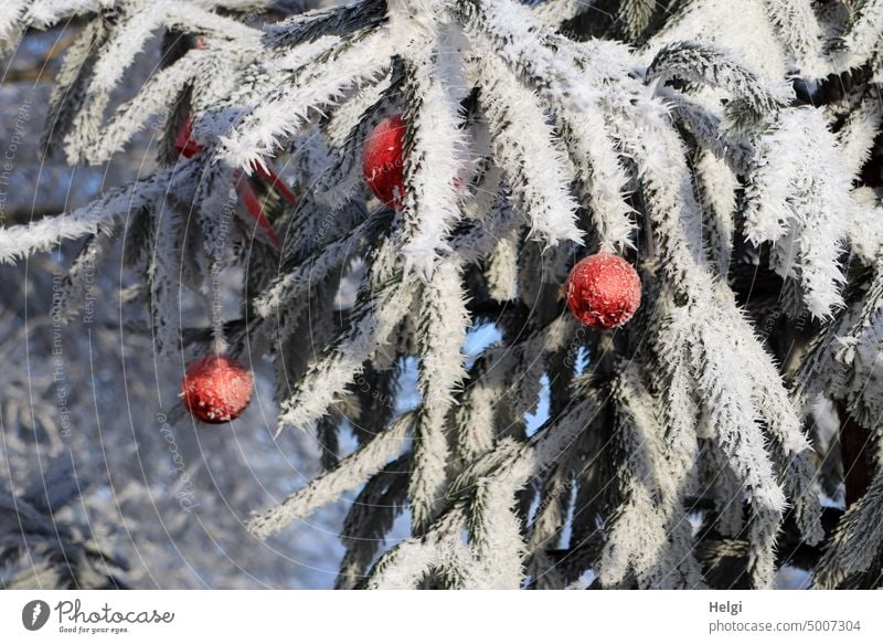 Detail shot of spruce branches covered with hoarfrost and decorated with red Christmas tree balls Hoar frost twigs Spruce branches Winter ice crystals Frozen
