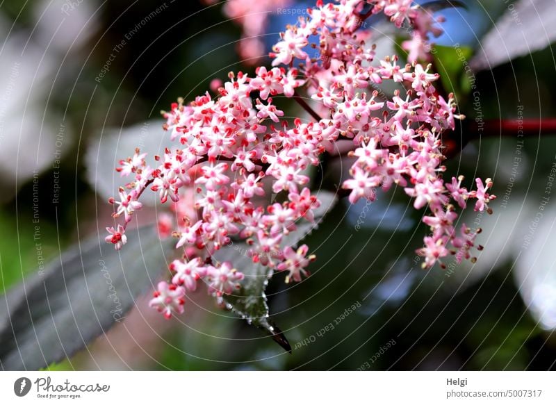 pink flowers from red-leaved elderberry Flower Blossom Elderflower Black beauty shrub Exceptional Spring Blossoming Plant Nature Exterior shot Close-up