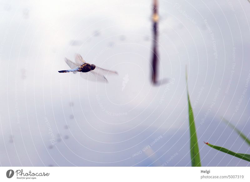 large blue arrow (dragonfly) in shaking flight over a body of water Dragonfly Large dragonfly Large Blue Arrow Blue arrow Orthetrum cancellatum masculine