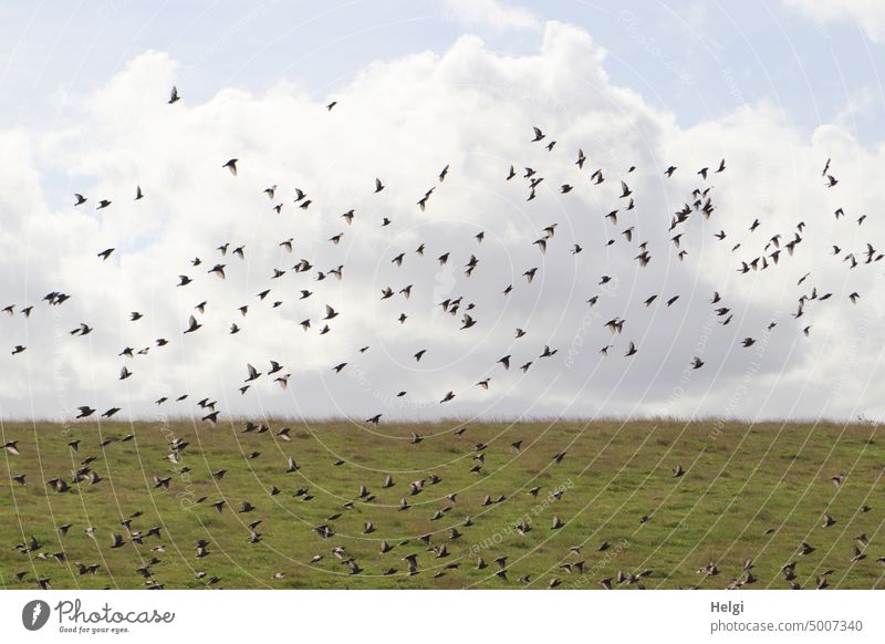 many starlings flying on the dike against cloudy sky birds Stare Many Flying Dike Sky Clouds Flock of birds Nature Freedom Flight of the birds Exterior shot