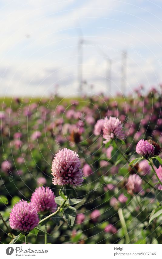 Red clover blooms in a field, wind turbines are in the background Clover Meadow Clover Field Agriculture Plant Blossom Blossoming inflorescence forage plant