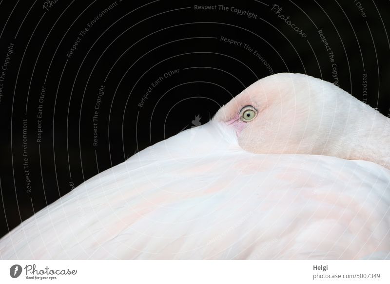 risk an eye - detail shot , flamingo sticks head into feathers and looks with one eye Bird Flamingo Close-up Detail plumage feathered Head Eyes Looking Animal